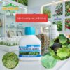 Azofox 40sc , đặc trị sương mai, phấn trắng
