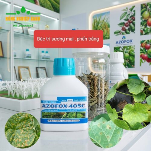 Azofox 40sc , đặc trị sương mai, phấn trắng